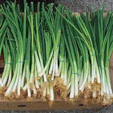 Green Onions (Scallions)